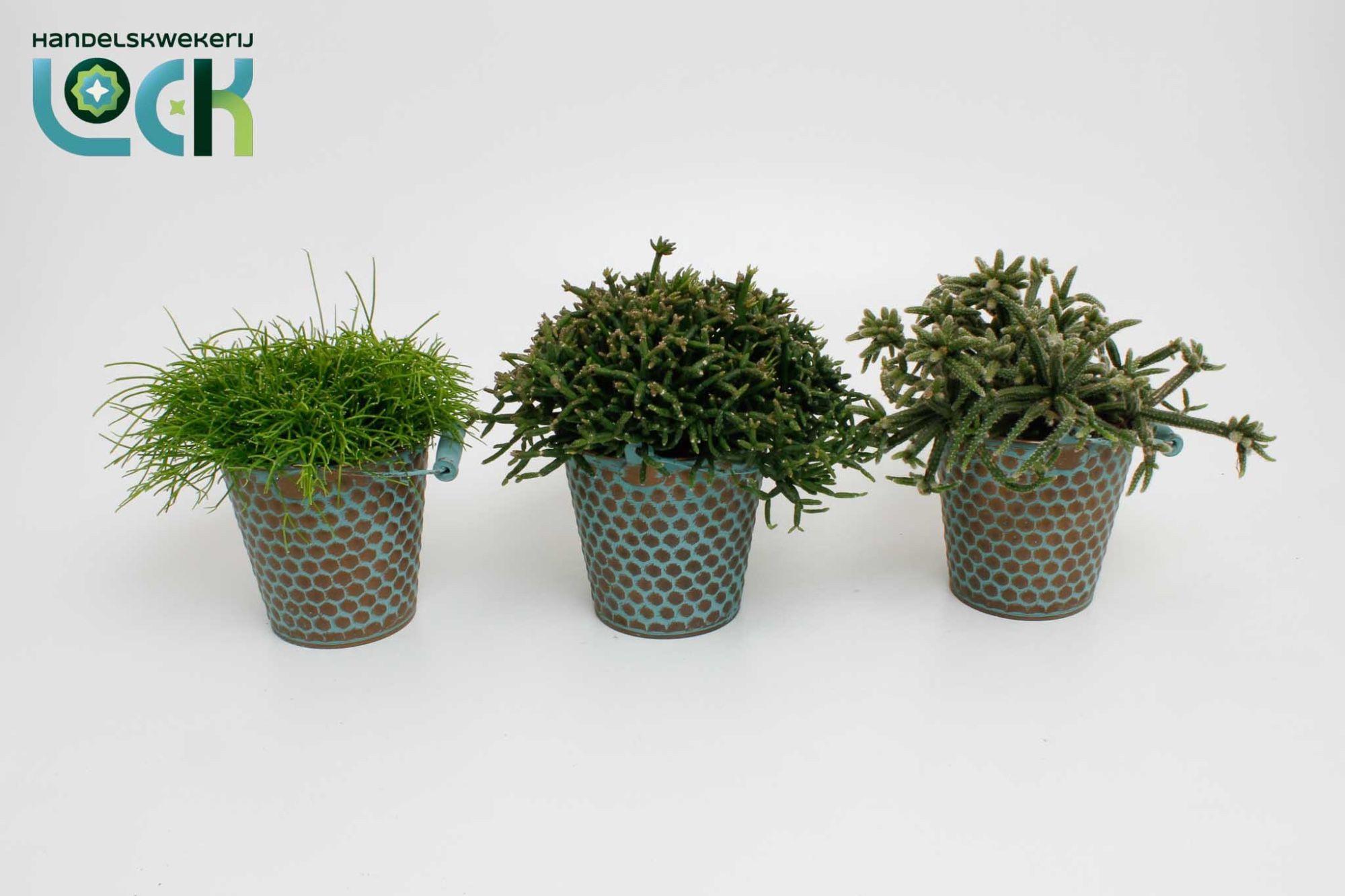 Горшечные цветы и растения оптом Rhipsalis Gem от 6шт из Голландии с доставкой по России