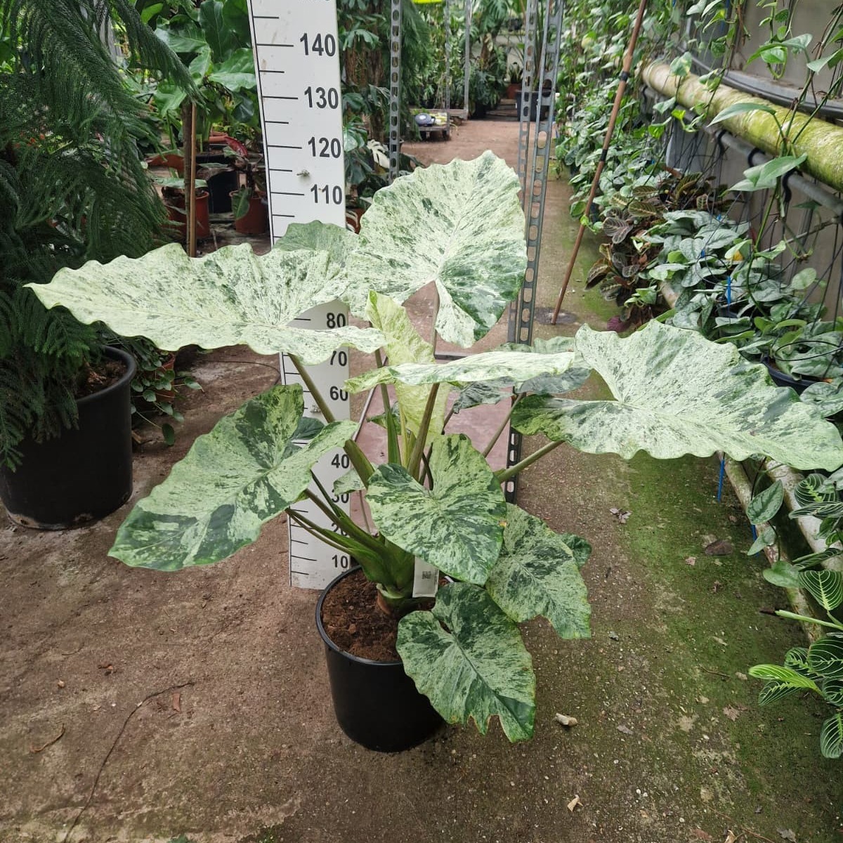 Горшечные цветы и растения оптом Alocasia Splash Xl от 1шт (для телеги) из Голландии с доставкой по России