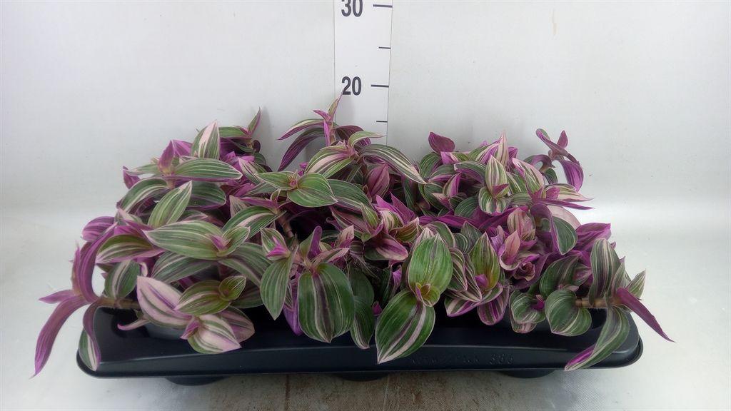 Горшечные цветы и растения оптом Tradescantia   ... от 6шт из Голландии с доставкой по России