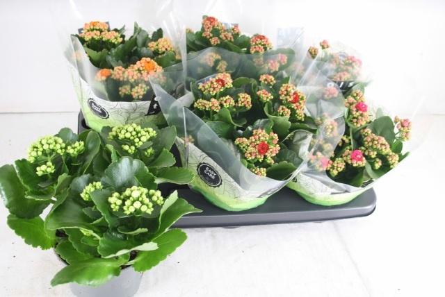 Горшечные цветы и растения оптом Kal Ge Gem 4 Kl от 6шт из Голландии с доставкой по России