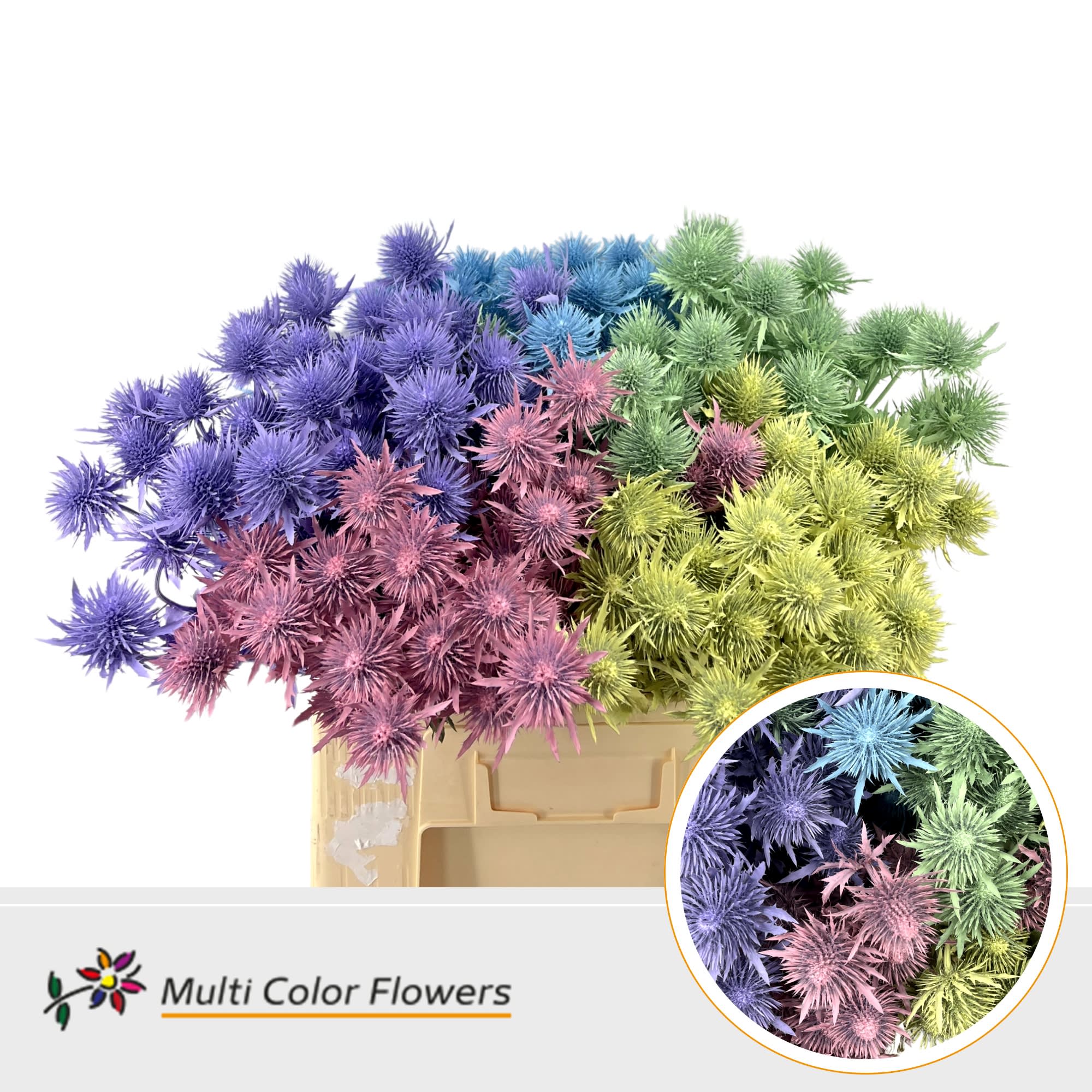 Срезанные цветы оптом Eryngium alpinum paint mix pastel от 50шт из Голландии с доставкой по России