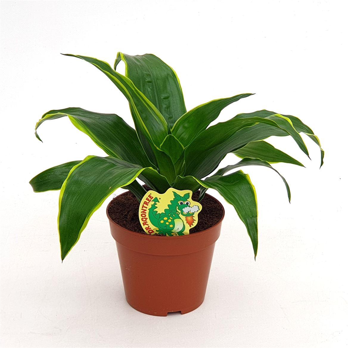 Горшечные цветы и растения оптом Drac Dorado от 10шт из Голландии с доставкой по России