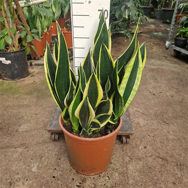 Горшечные цветы и растения оптом Sansevieria Night Schade от 1шт из Голландии с доставкой по России