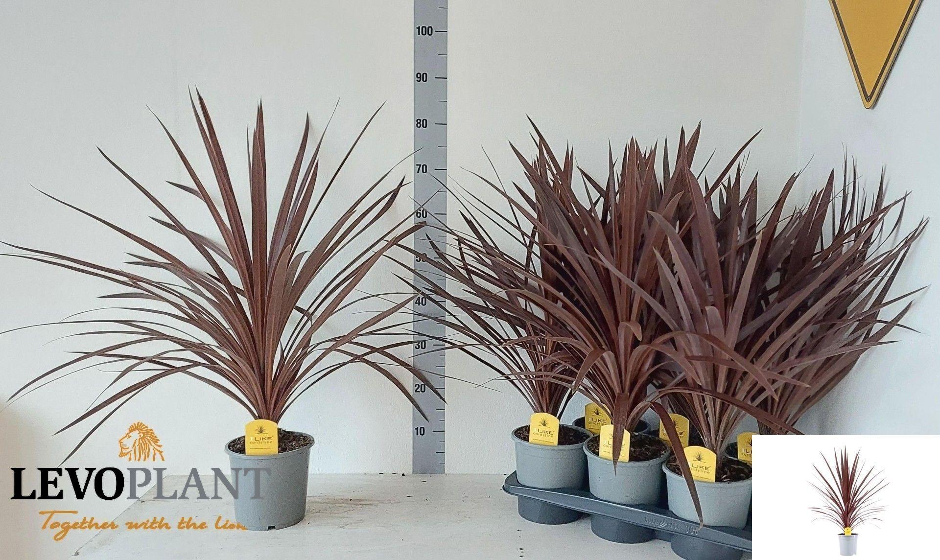 Горшечные цветы и растения оптом Cord Aus Red Star от 6шт из Голландии с доставкой по России