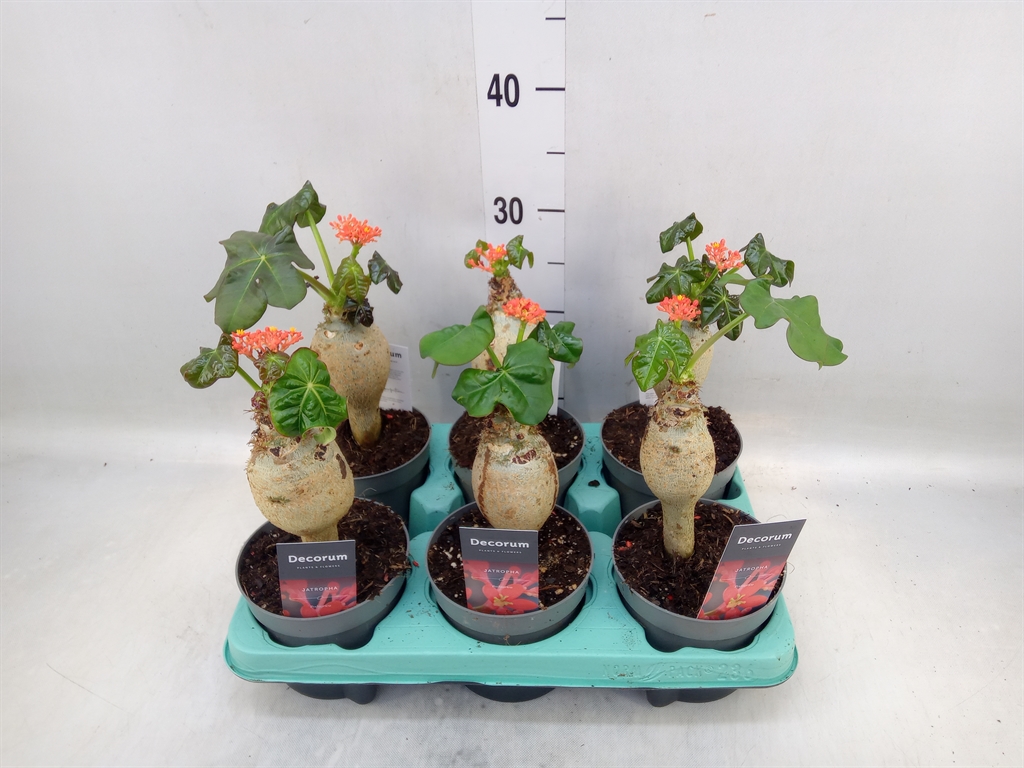 Горшечные цветы и растения оптом Jatropha Podagrica от 6шт из Голландии с доставкой по России