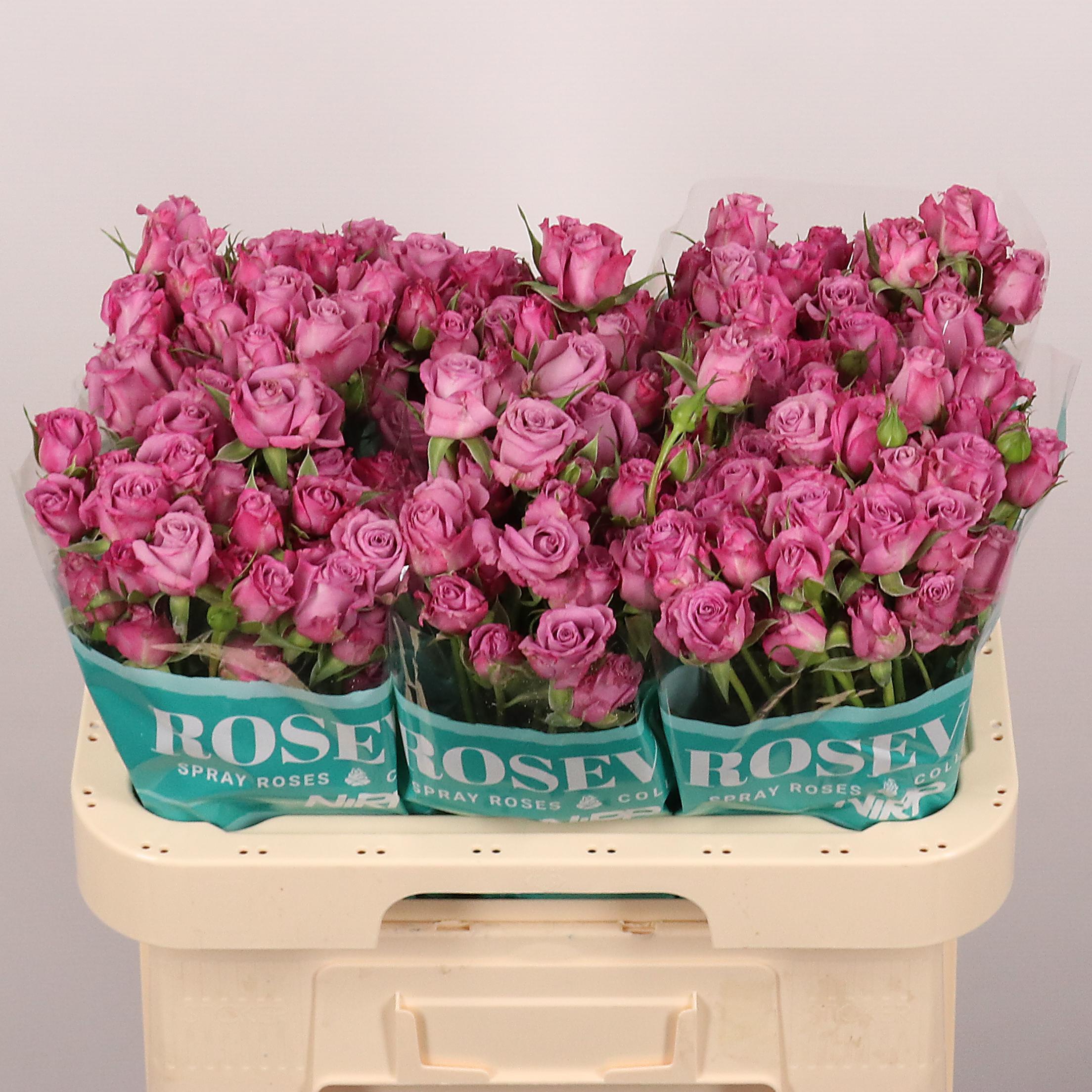 Срезанные цветы оптом Rosa spray astral от 25шт из Голландии с доставкой по России