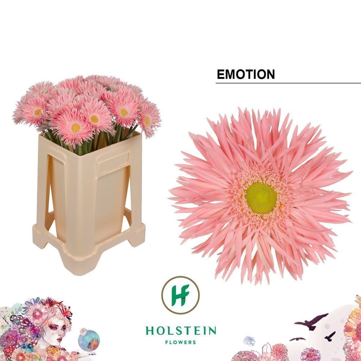 Срезанные цветы оптом Gerbera gerspider big emotion от 40шт из Голландии с доставкой по России