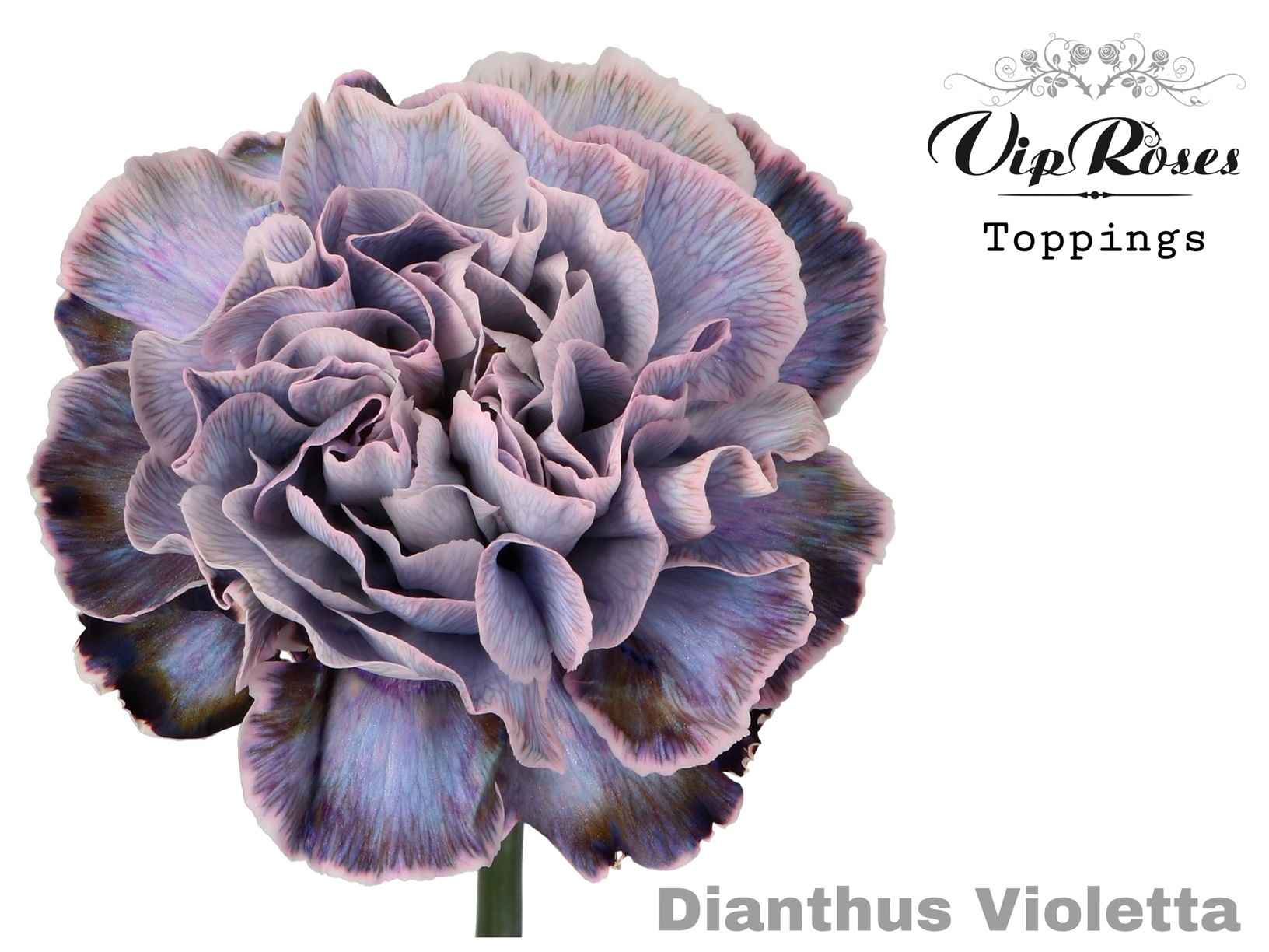 Срезанные цветы оптом Dianthus st paint violetta от 40шт из Голландии с доставкой по России