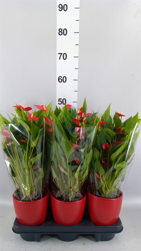 Горшечные цветы и растения оптом Anthurium Andr. mill Flowers Red от 6шт из Голландии с доставкой по России
