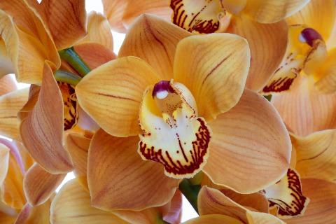 Срезанные цветы оптом Cymbidium brown mighty arancia от 6шт. из Голландии с доставкой по России