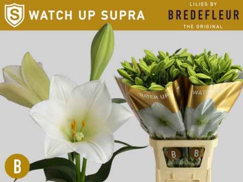 Срезанные цветы оптом Lilium lo watch up Supra от 50шт из Голландии с доставкой по России