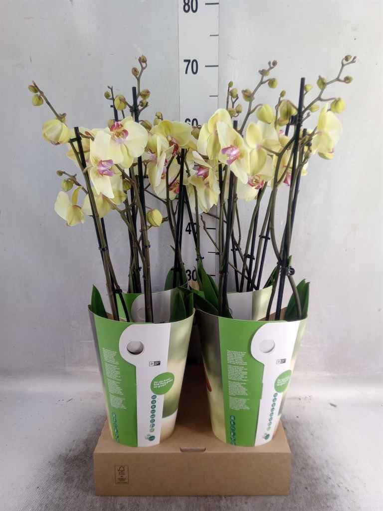 Горшечные цветы и растения оптом Phalaenopsis   ...yellow от 4шт из Голландии с доставкой по России