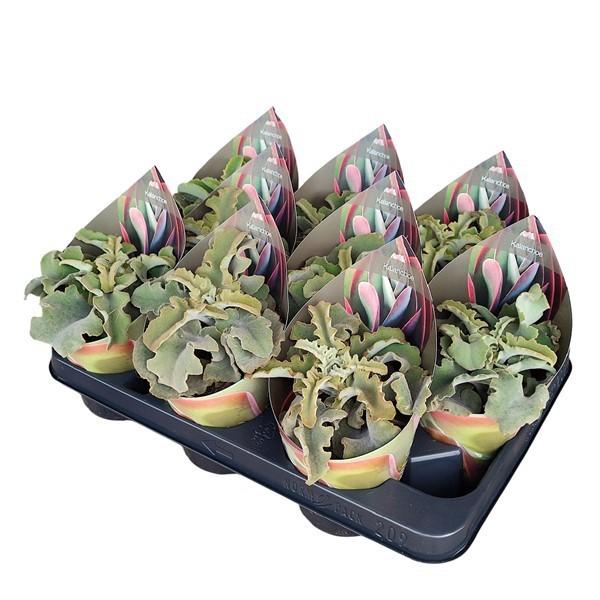 Горшечные цветы и растения оптом Kalanchoe Beharensis Potcover от 9шт из Голландии с доставкой по России