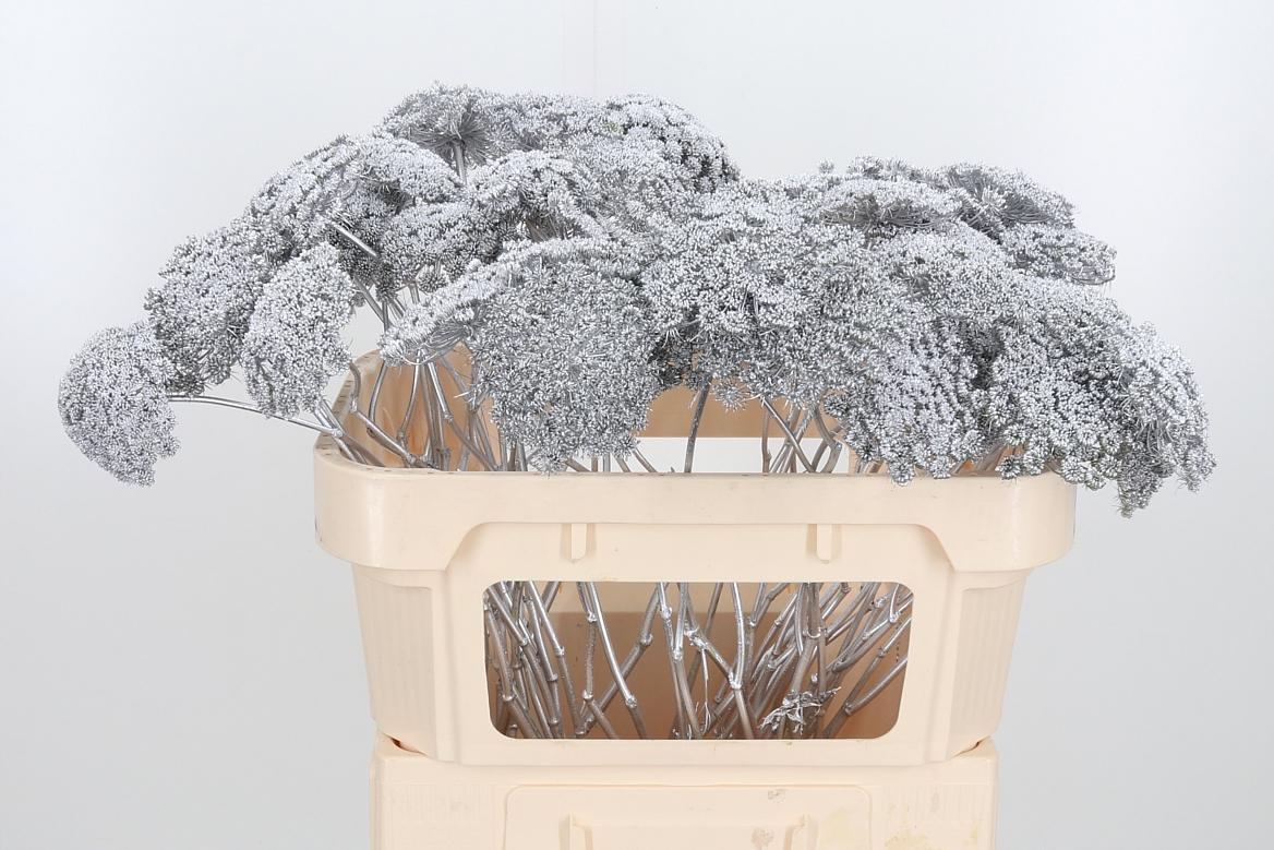 Срезанные цветы оптом Ammi sead paint silver от 50шт из Голландии с доставкой по России Срезанные цветы оптом Ammi sead paint silver от 50шт из Голландии с доставкой по России