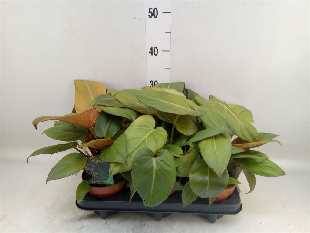 Горшечные цветы и растения оптом Philodendron Black Cardinal от 6шт из Голландии с доставкой по России