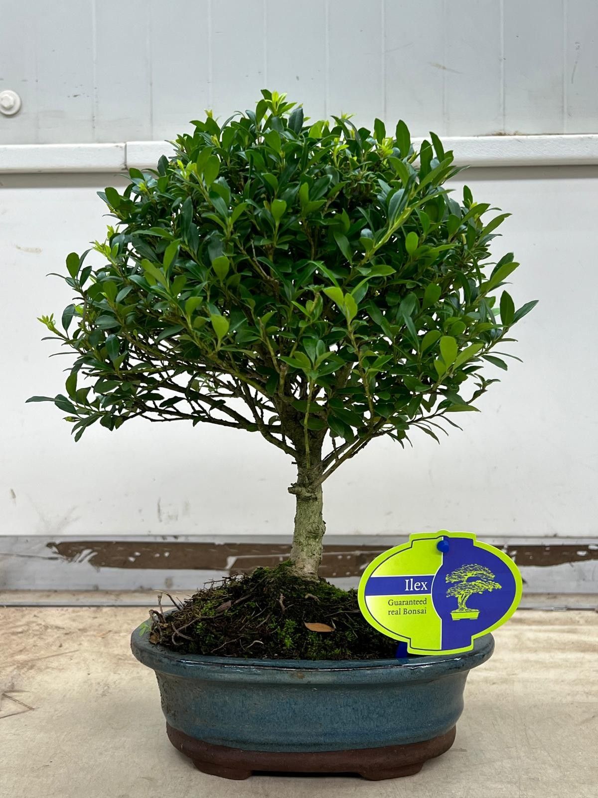Горшечные цветы и растения оптом Bonsai Ilex Crenata, Without Drip T от 5шт из Голландии с доставкой по России