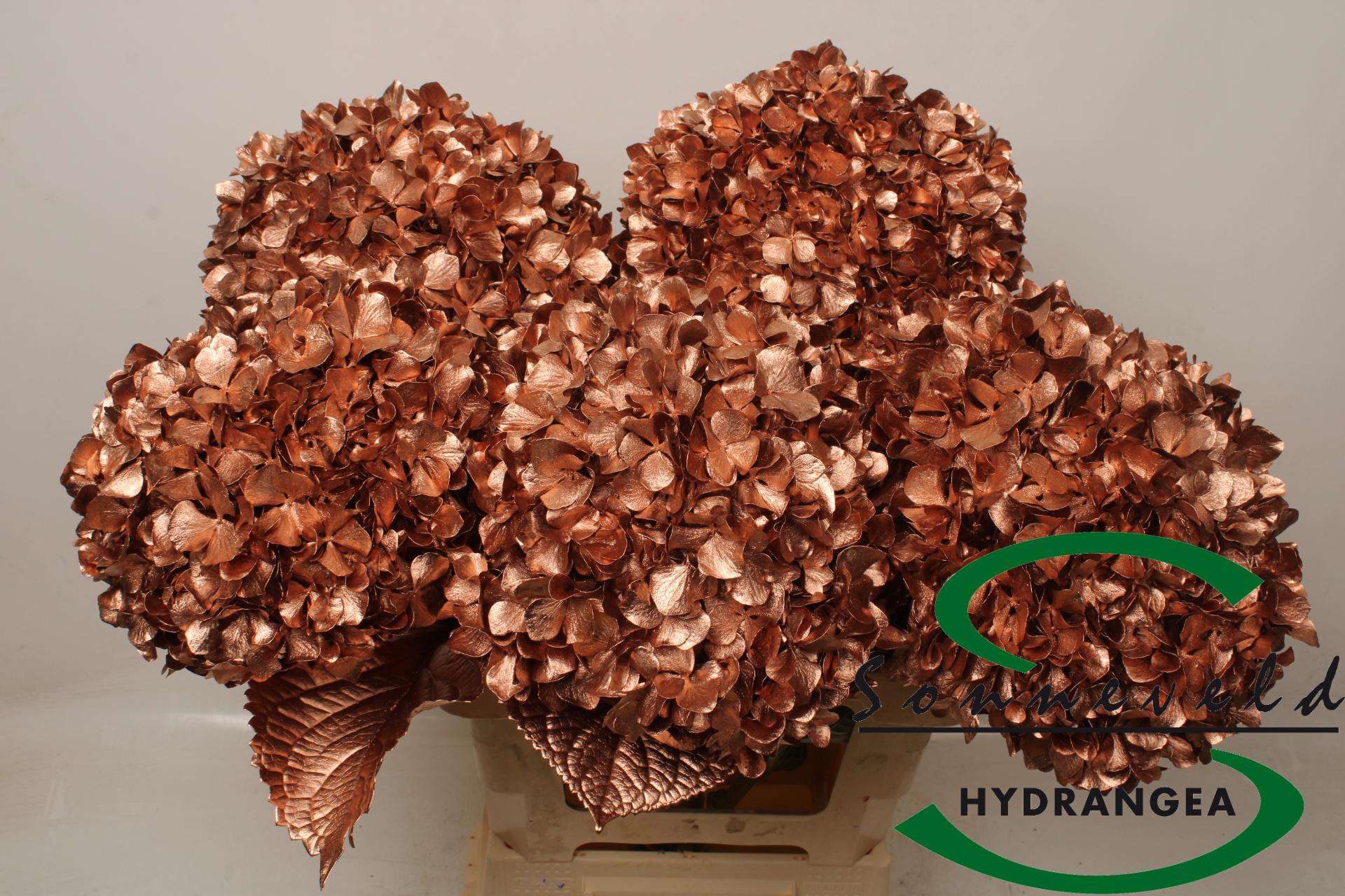 Срезанные цветы оптом Hydrangea paint copper от 5шт из Голландии с доставкой по России