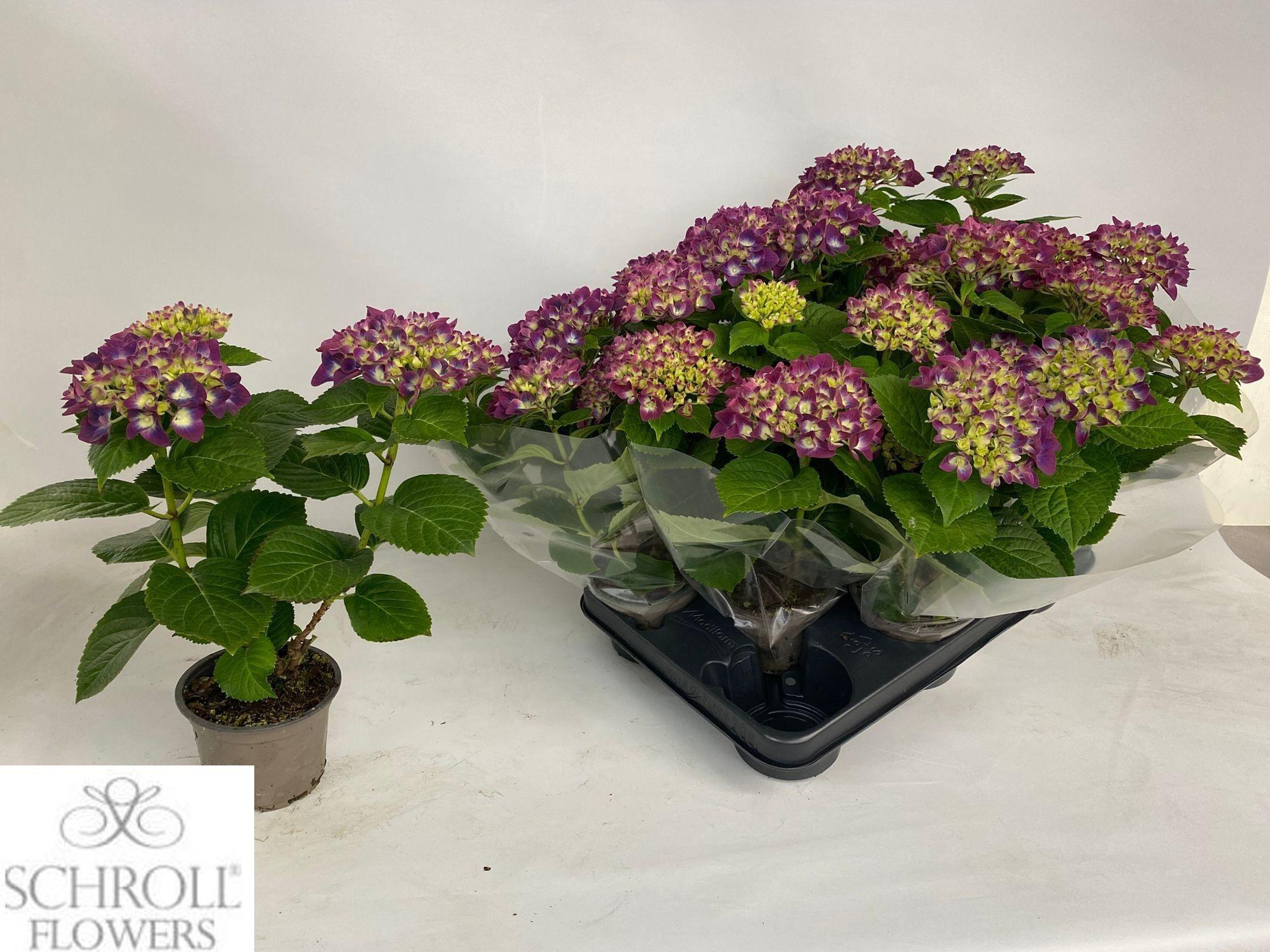 Горшечные цветы и растения оптом Hydr M Ov от 8шт из Голландии с доставкой по России