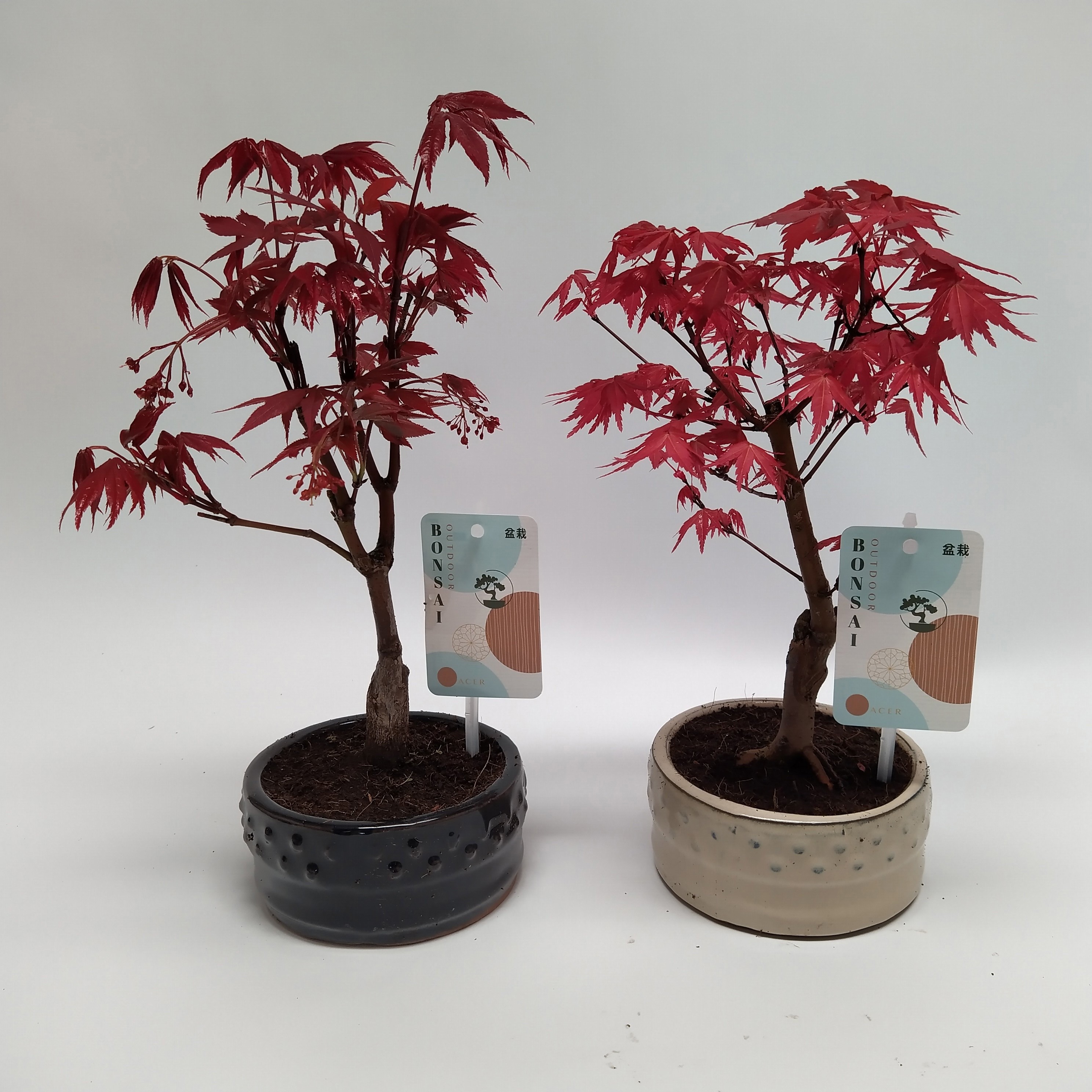 Горшечные цветы и растения оптом Bonsai Acer Palmatum от 10шт из Голландии с доставкой по России