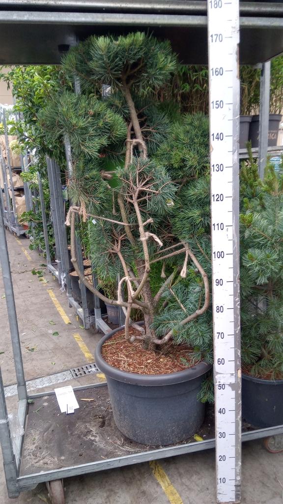 Горшечные цветы и растения оптом Pinus Sylvestris от 1шт из Голландии с доставкой по России