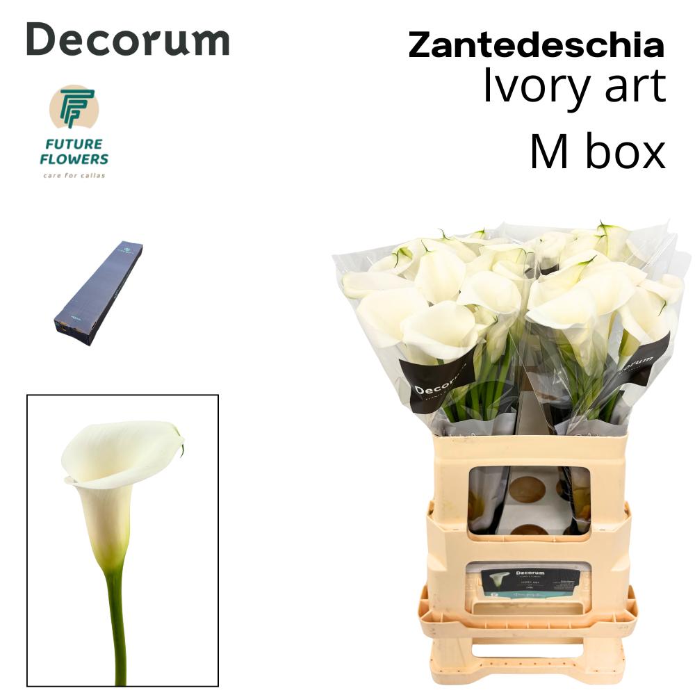 Срезанные цветы оптом Zantedeschia ivory art от 20шт из Голландии с доставкой по России