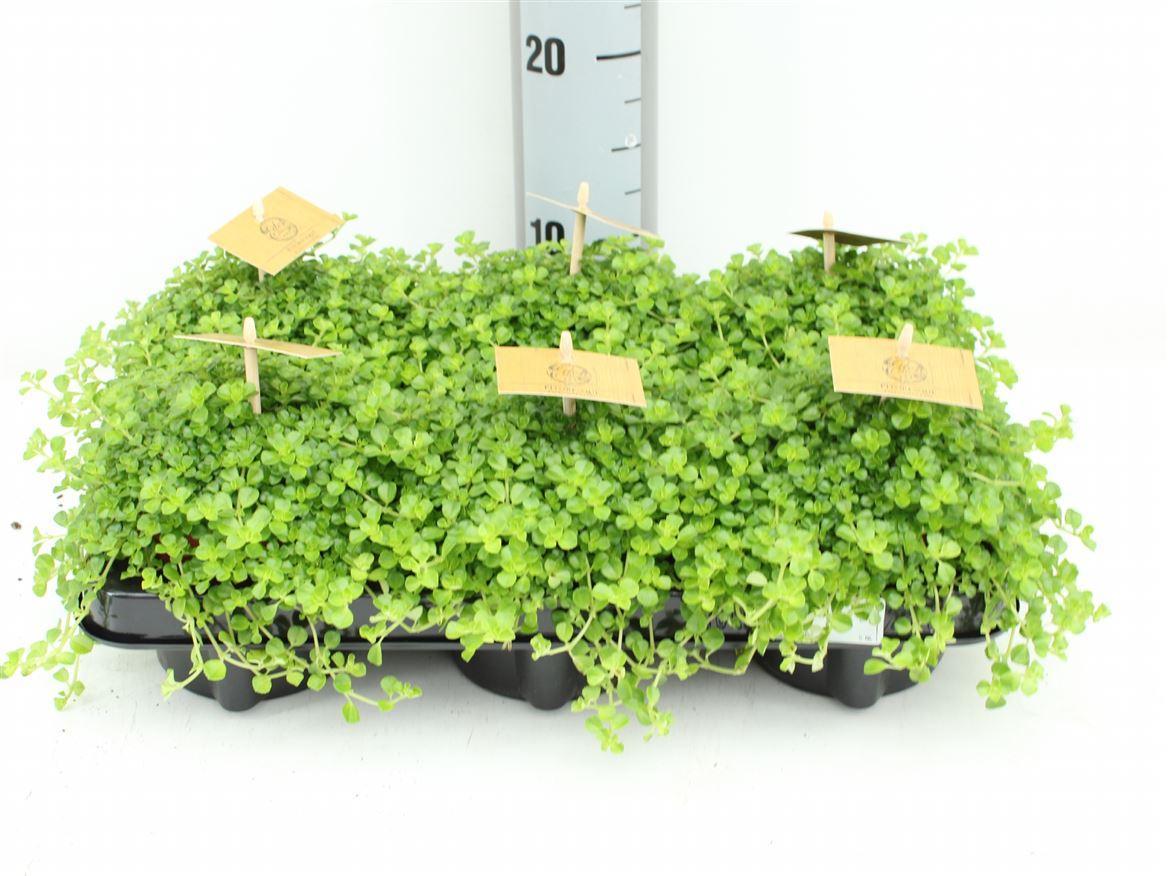 Горшечные цветы и растения оптом Pilea Depressa P10.5 от 6шт из Голландии с доставкой по России