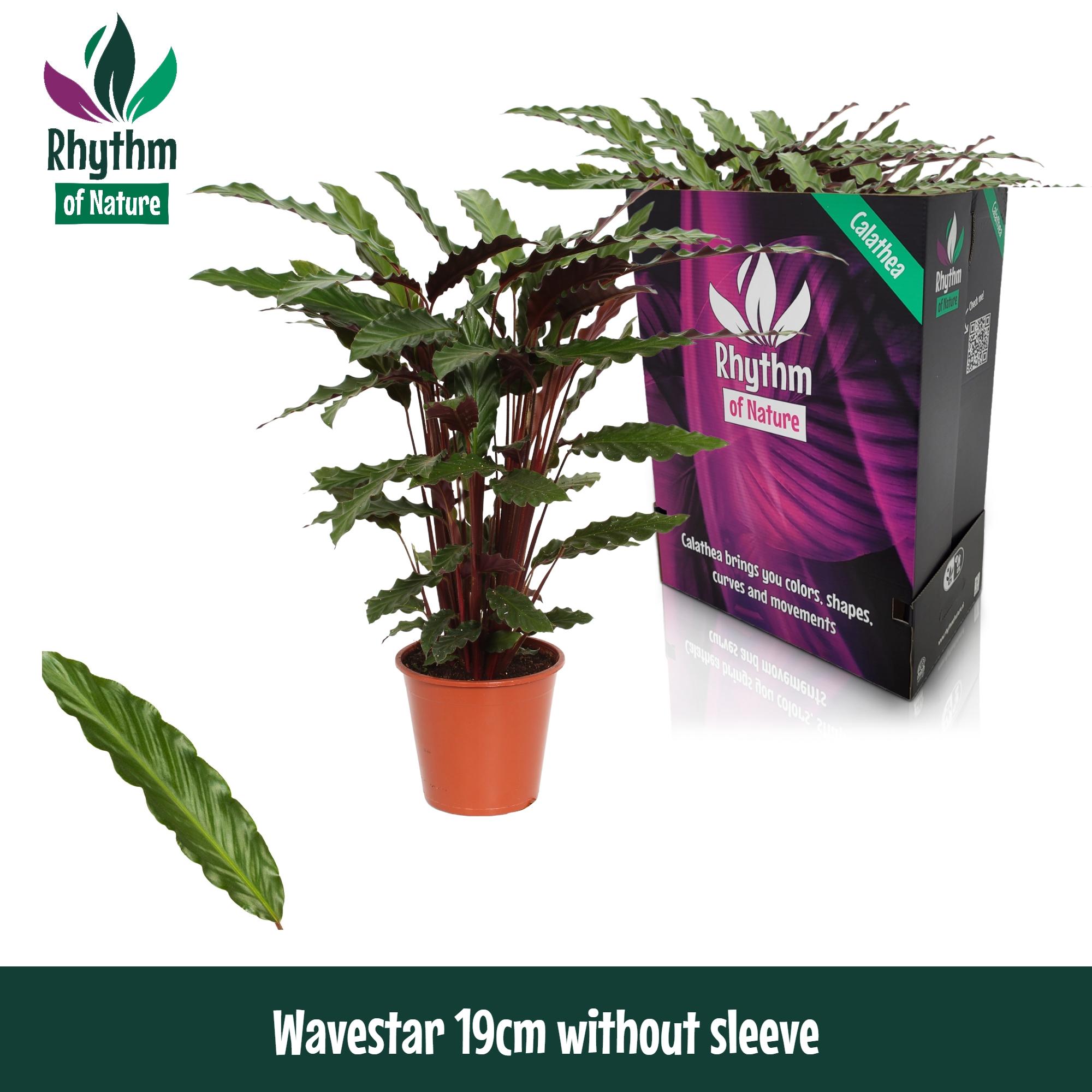 Горшечные цветы и растения оптом Calathea Wavestar от 5шт из Голландии с доставкой по России