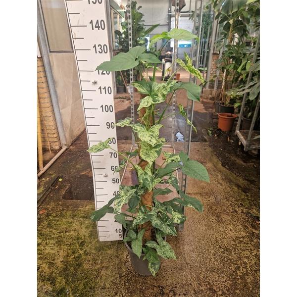 Горшечные цветы и растения оптом Syngonium Mottled Mojito Mosspole от 1шт из Голландии с доставкой по России