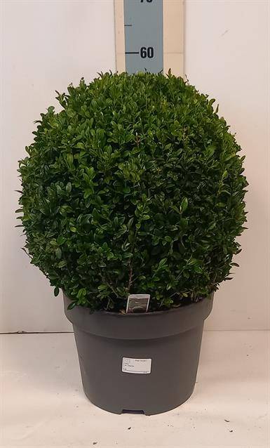 Горшечные цветы и растения оптом Buxus Sempervirens от 1шт из Голландии с доставкой по России