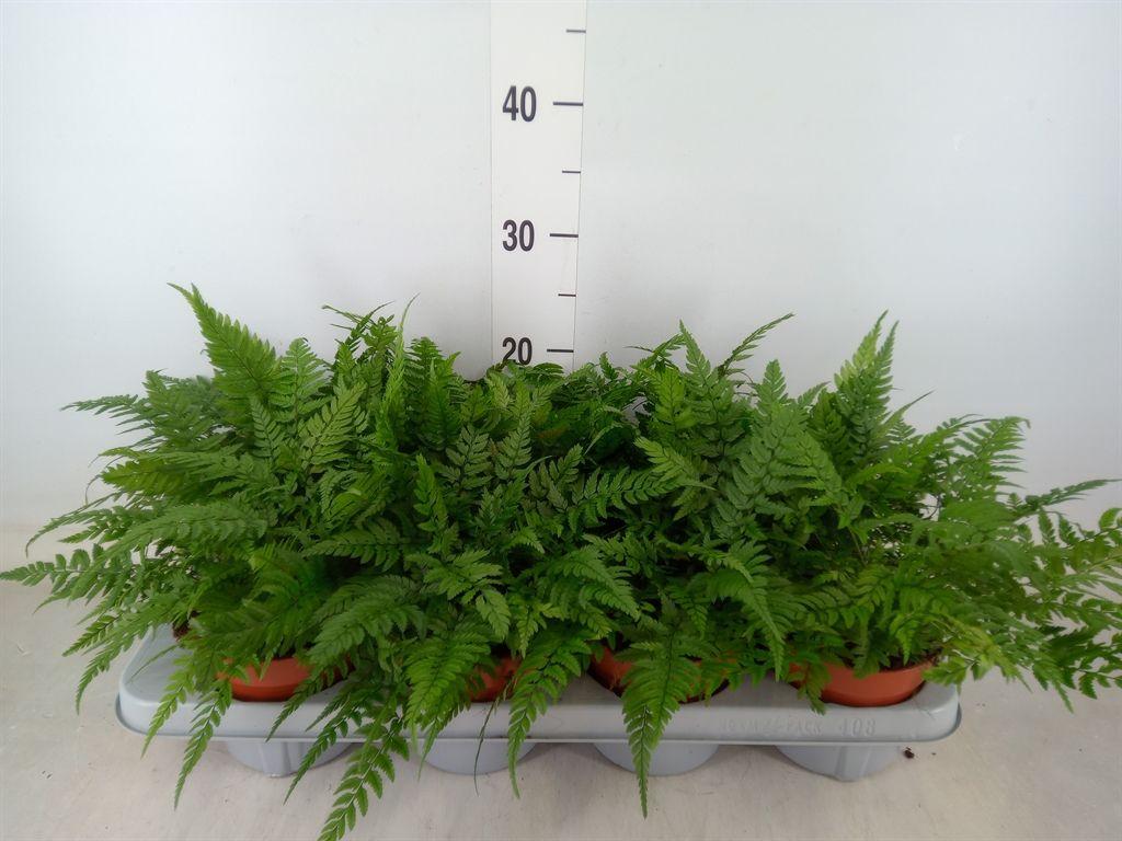 Горшечные цветы и растения оптом Athyrium   ... от 8шт из Голландии с доставкой по России