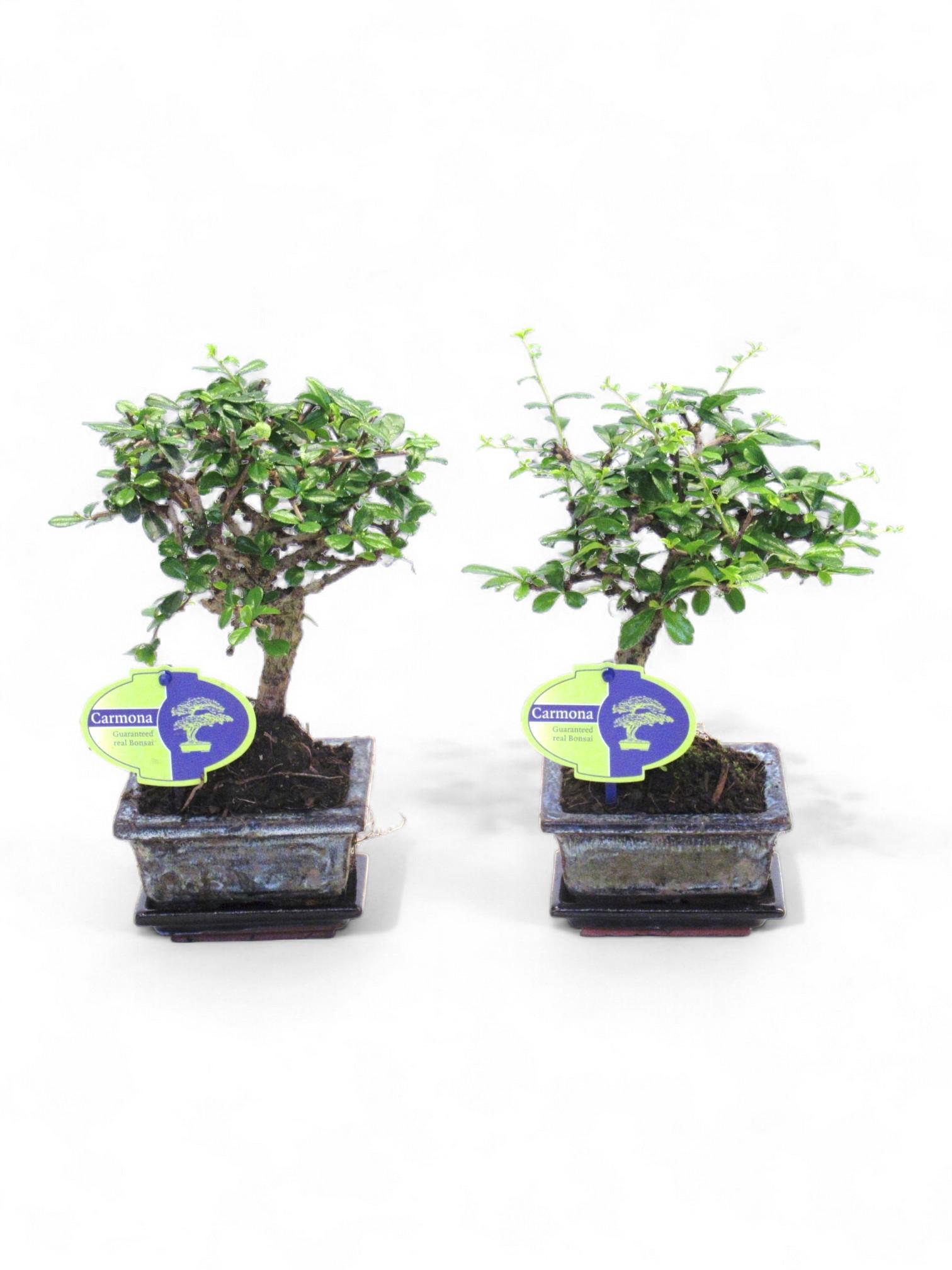 Горшечные цветы и растения оптом Bonsai Carmona Retusa от 12шт из Голландии с доставкой по России