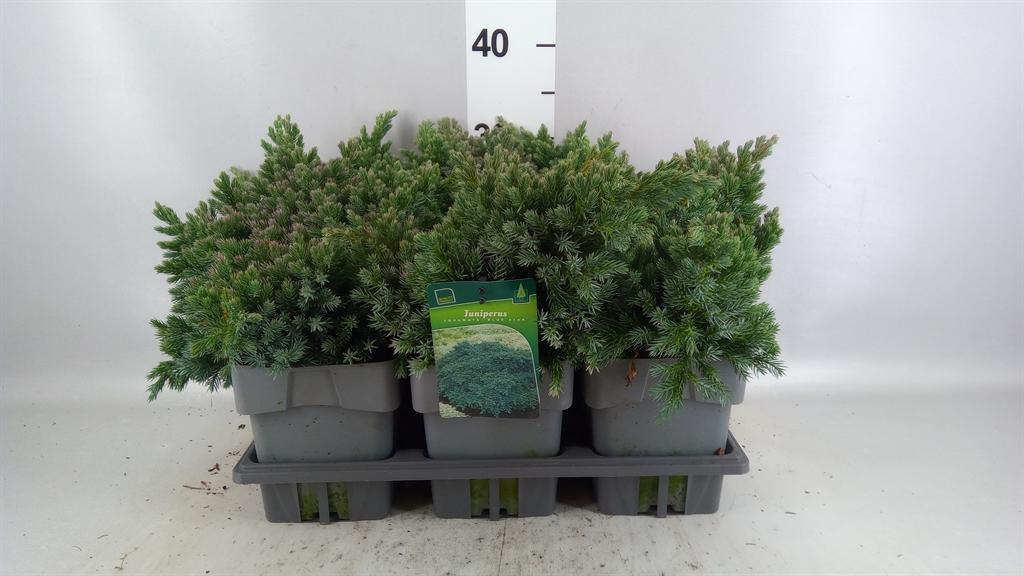 Горшечные цветы и растения оптом Juniperus Squamata blue Star от 6шт из Голландии с доставкой по России