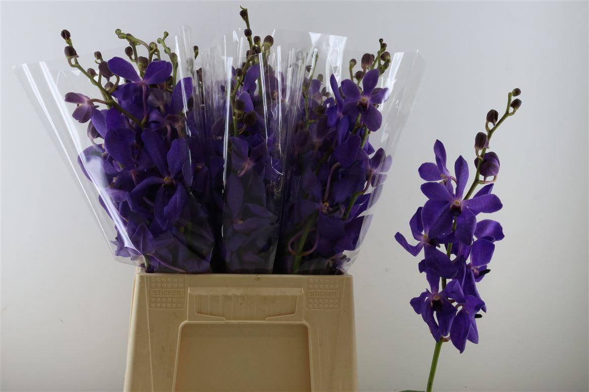 Срезанные цветы оптом Dendrobium от 15шт из Голландии с доставкой по России