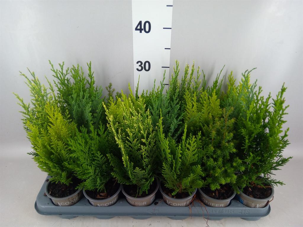 Горшечные цветы и растения оптом Conifers ... от 18шт (для телеги) из Голландии с доставкой по России