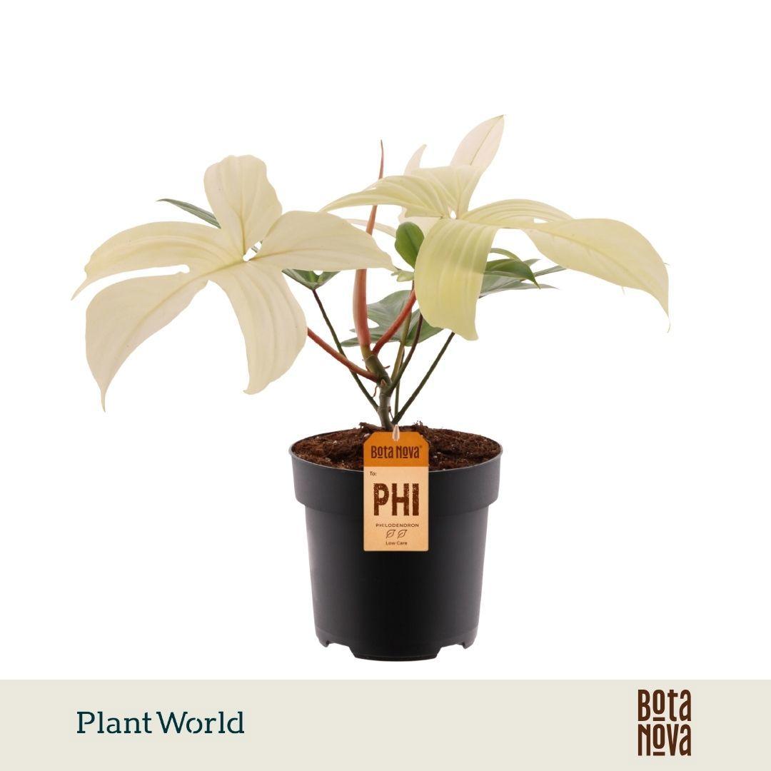 Горшечные цветы и растения оптом Philodendron Florida Ghost от 4шт из Голландии с доставкой по России