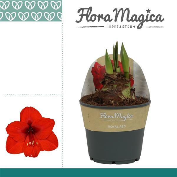 Горшечные цветы и растения оптом Hipp Royal Red 2pp In Potkraag от 7шт из Голландии с доставкой по России