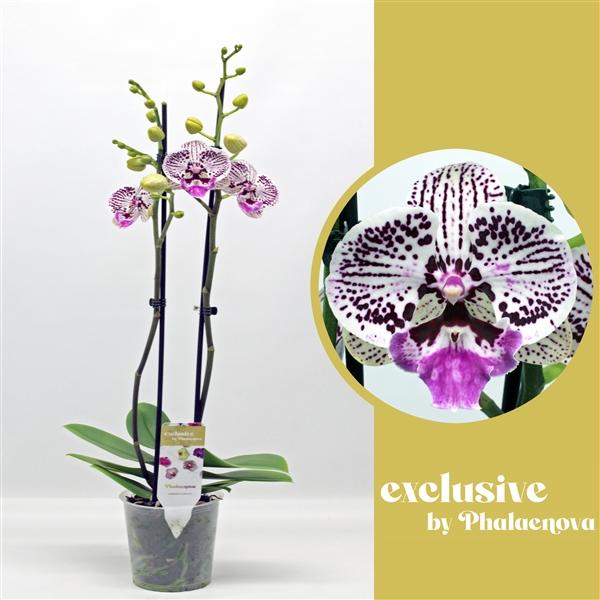Горшечные цветы и растения оптом Phal 2st Zoe (phalaenova) от 10шт из Голландии с доставкой по России