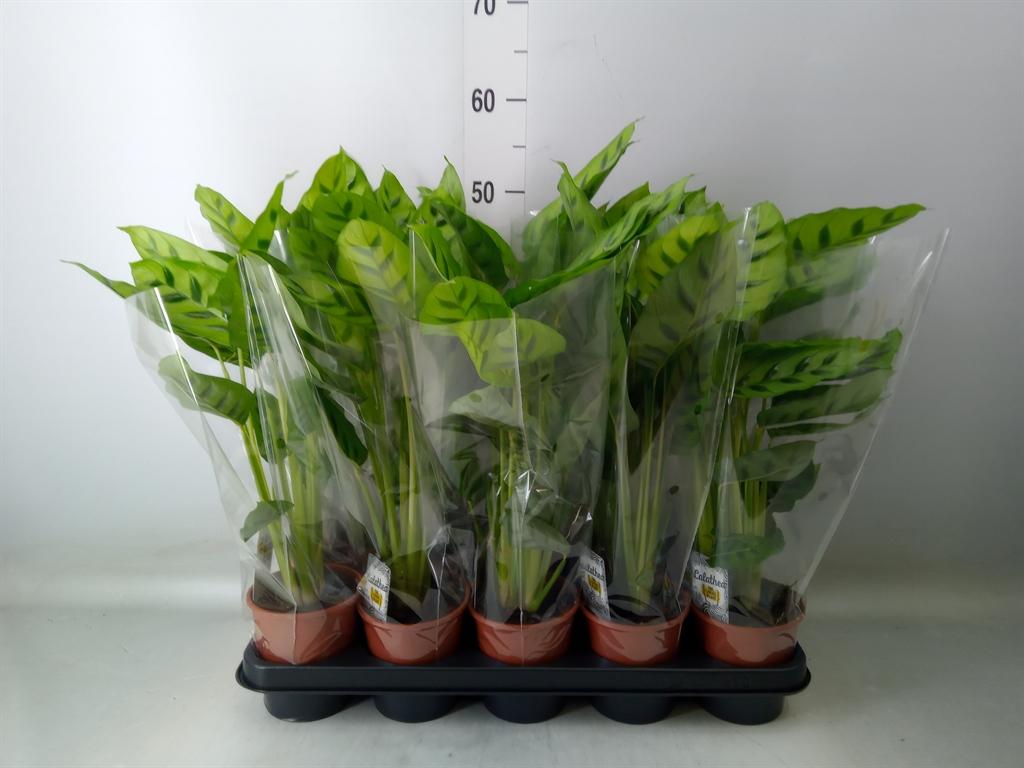 Горшечные цветы и растения оптом Calathea Leopardina от 10шт из Голландии с доставкой по России