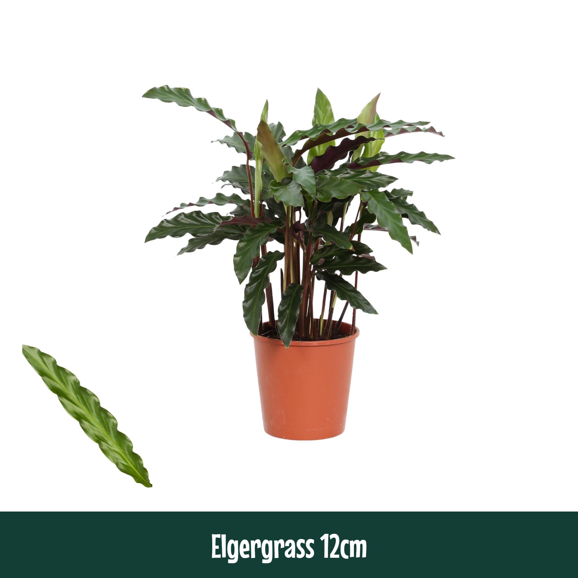 Горшечные цветы и растения оптом Calathea Elgergrass от 10шт из Голландии с доставкой по России