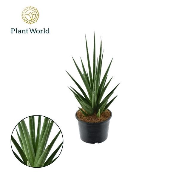 Горшечные цветы и растения оптом Sansevieria Dancing Queen от 4шт из Голландии с доставкой по России