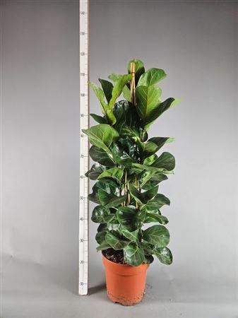 Горшечные цветы и растения оптом Ficus Lyrata Bambino 3 Stek Toef от 1шт из Голландии с доставкой по России