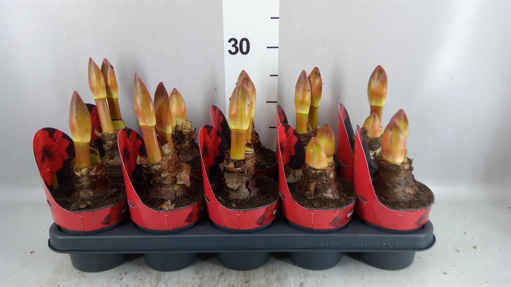 Горшечные цветы и растения оптом Hippeastrum Ga rhode Star от 10шт из Голландии с доставкой по России