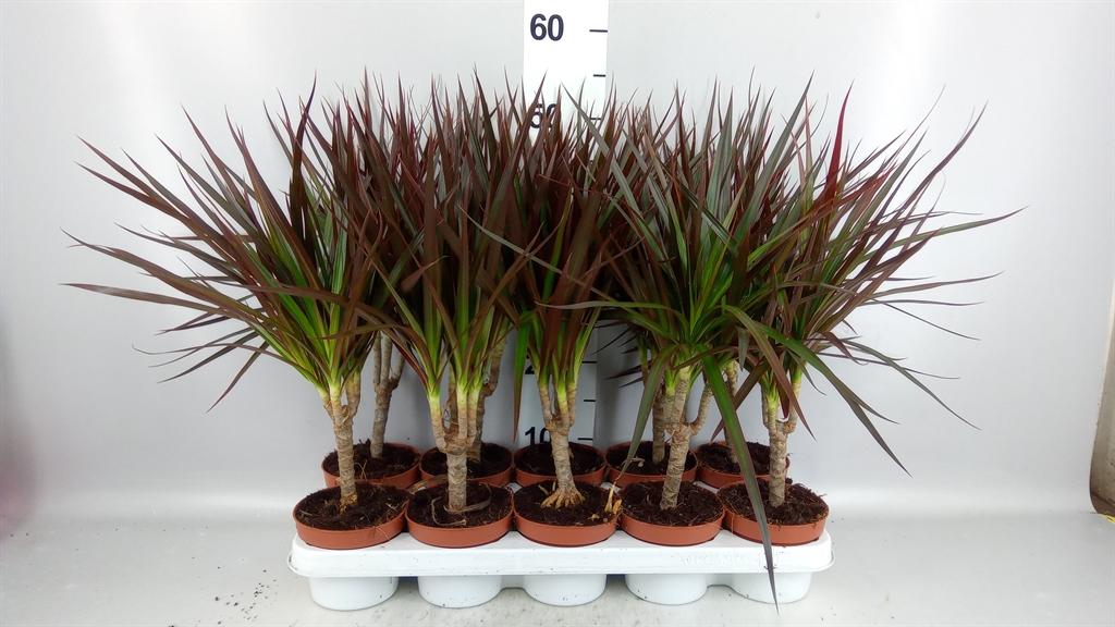 Горшечные цветы и растения оптом Dracaena Marg. magenta от 10шт из Голландии с доставкой по России