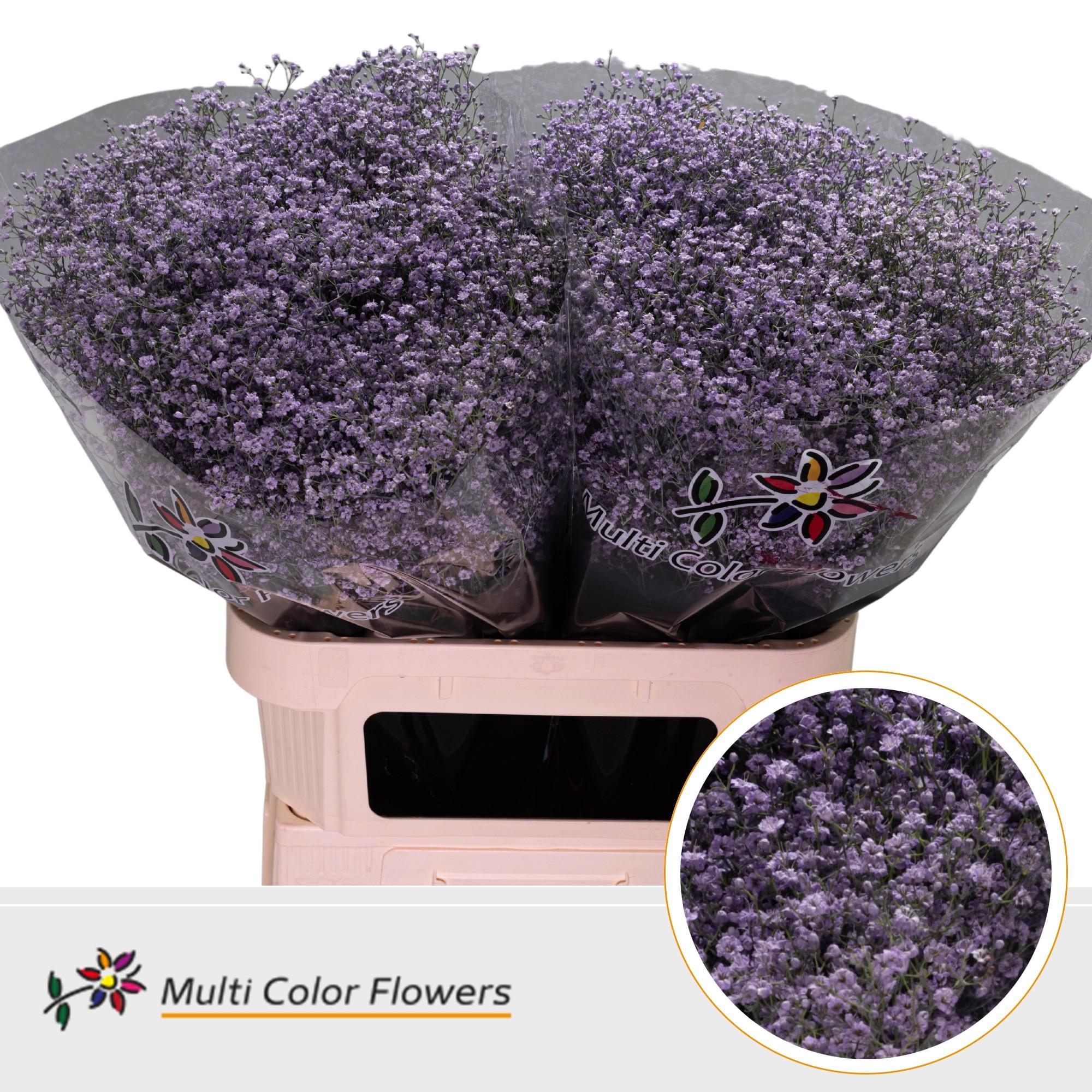 Срезанные цветы оптом Gyps fine paint milka от 50шт. из Голландии с доставкой по России