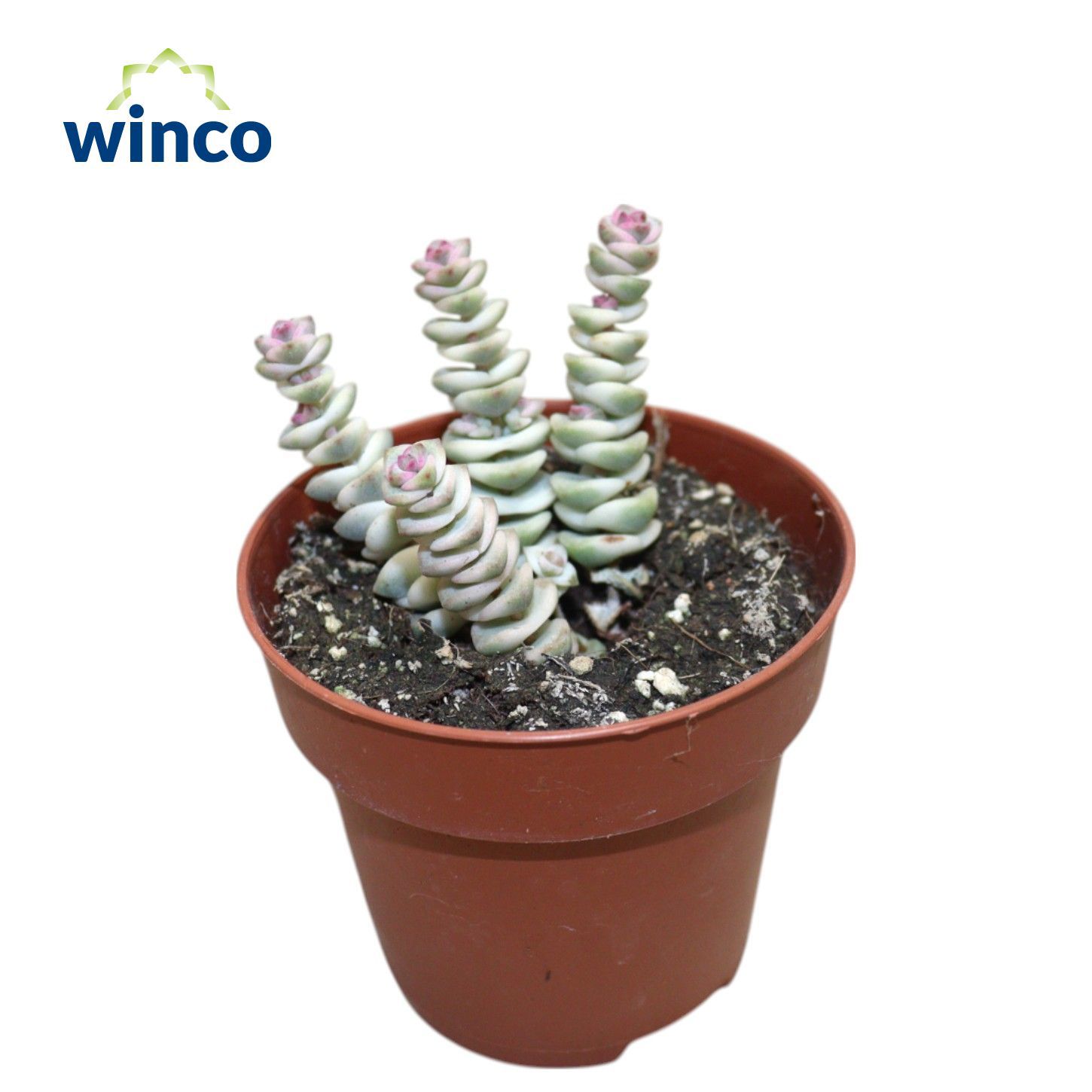 Горшечные цветы и растения оптом Crassula Marneriana Variegata от 18шт (для телеги) из Голландии с доставкой по России