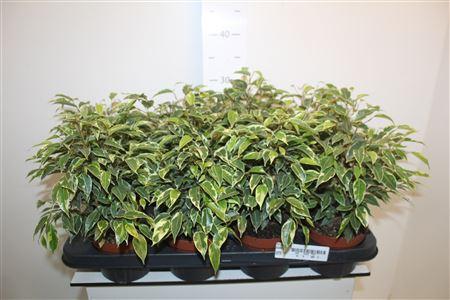 Горшечные цветы и растения оптом Ficus Be Kinky от 8шт из Голландии с доставкой по России