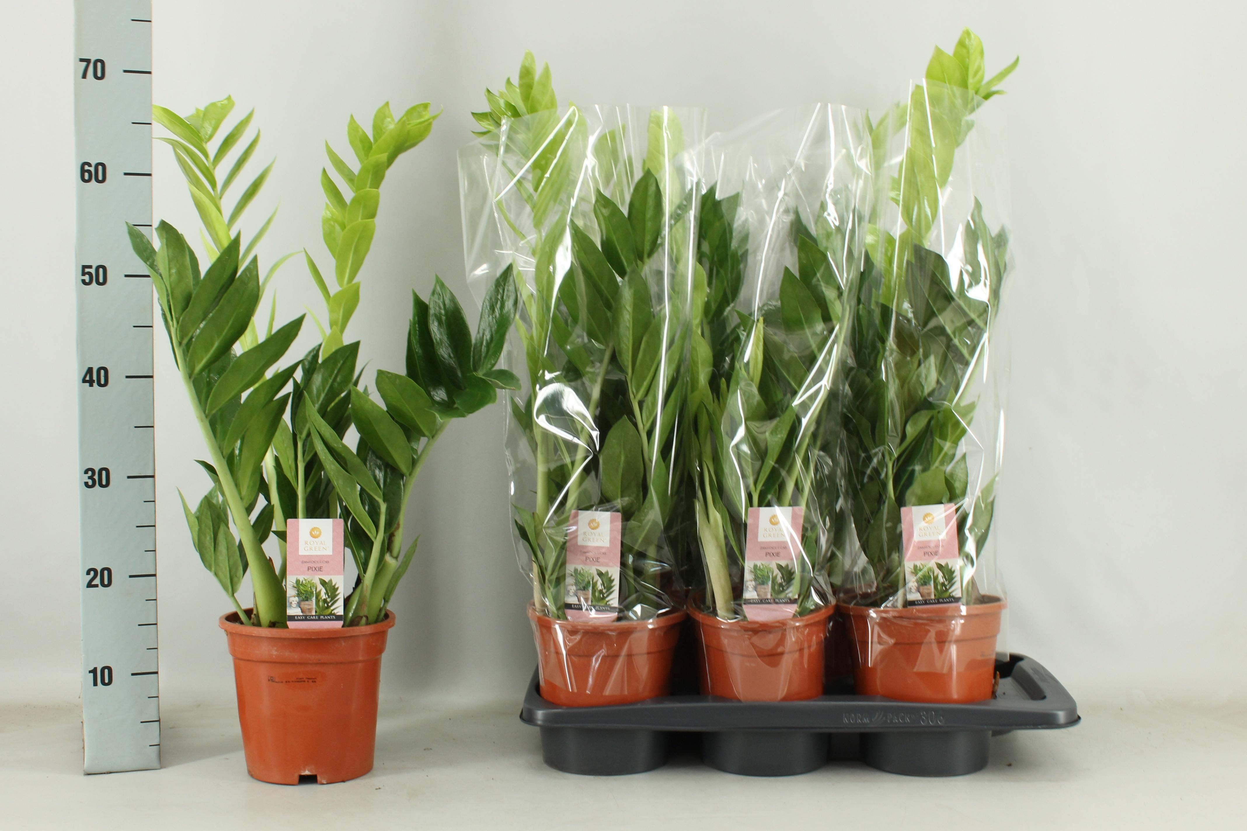 Горшечные цветы и растения оптом Zamioculcas Pixie 17cm от 6шт из Голландии с доставкой по России