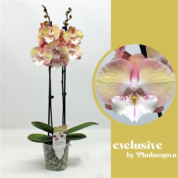 Горшечные цветы и растения оптом Phal 2st Tina 16+ (phalaenova ) от 10шт из Голландии с доставкой по России