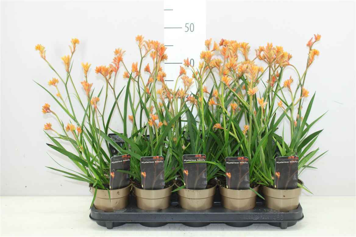 Горшечные цветы и растения оптом Anigozanthos Oranje от 10шт из Голландии с доставкой по России