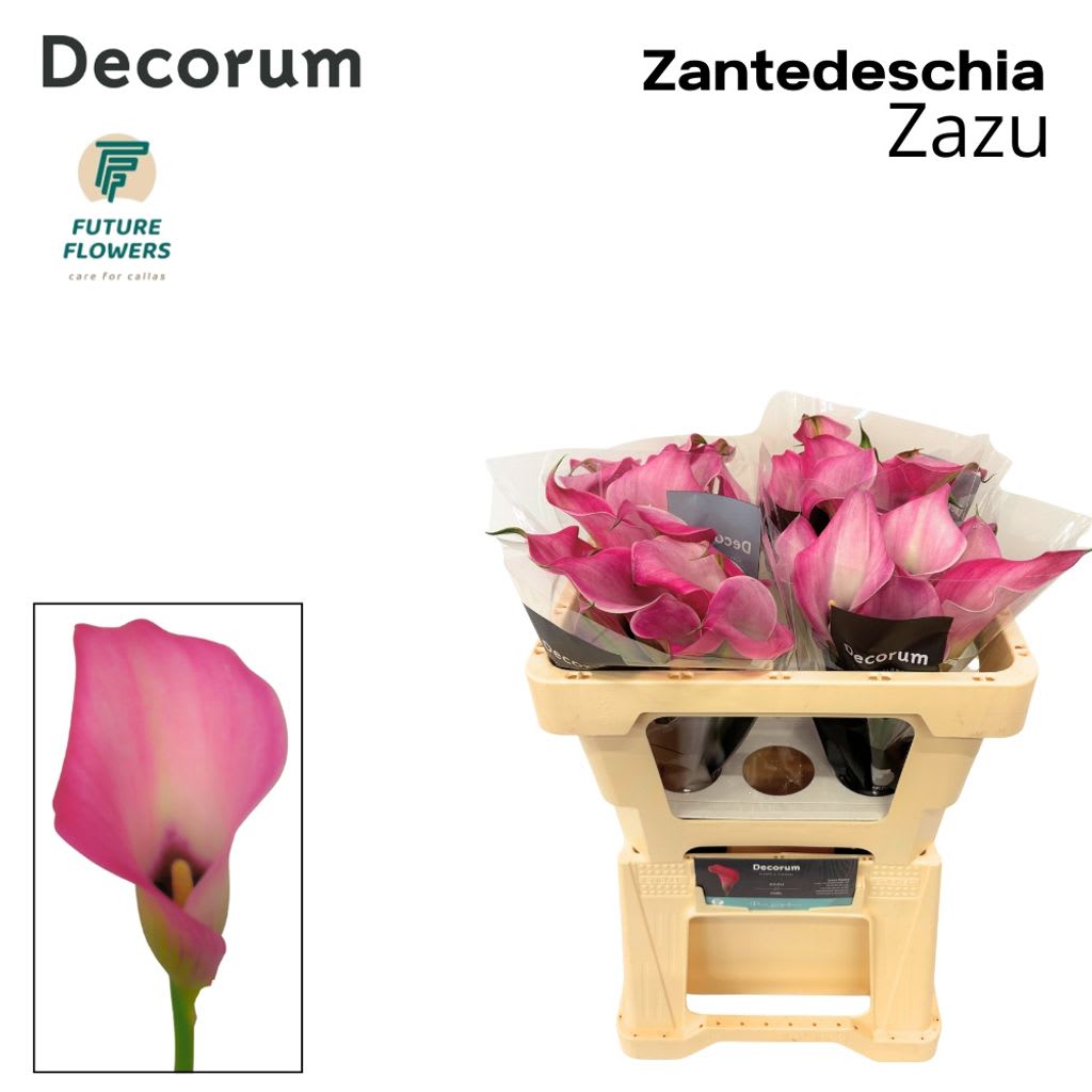 Срезанные цветы оптом Zantedeschia zazu от 40шт. из Голландии с доставкой по России